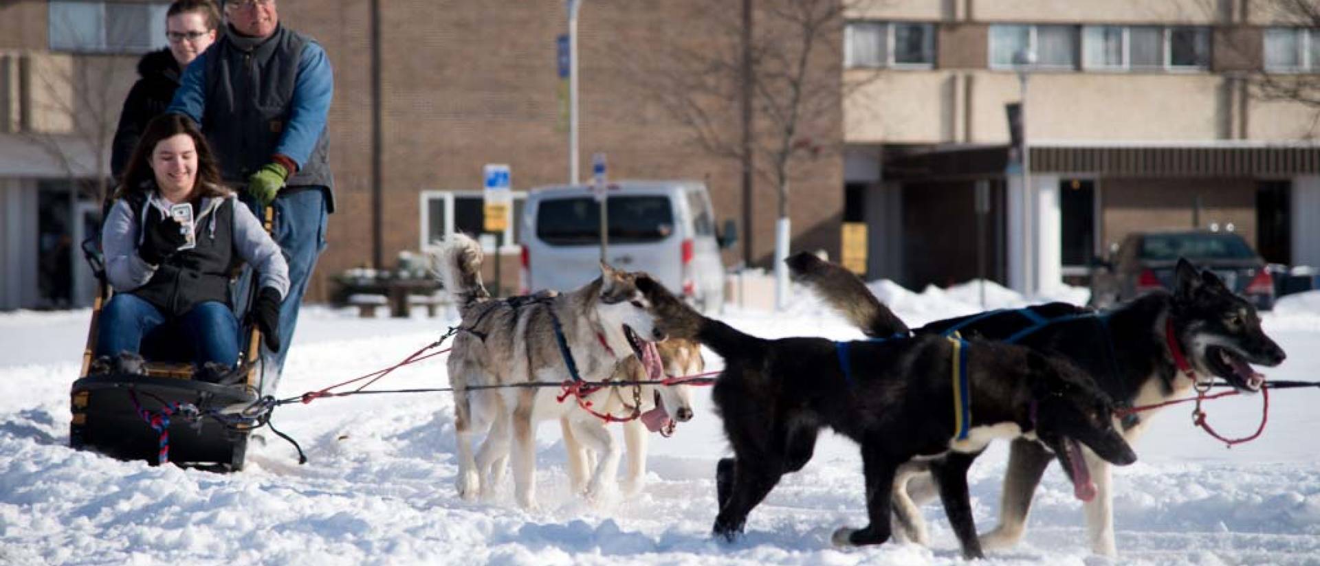 Sled dogs by residence halls for Winter Carnival
