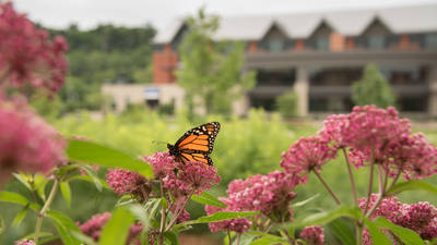Butterfly landing on flower at UWEC quad