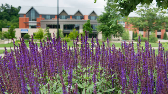 flowers on campus mall with Davies in background