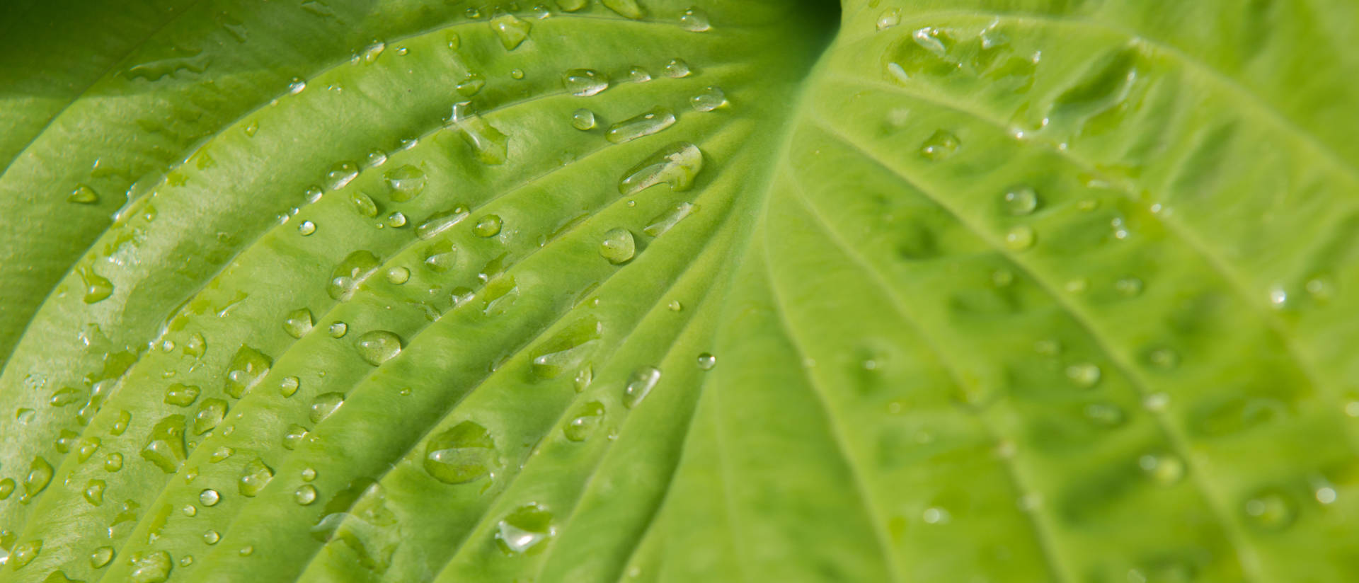 Water droplets on hosta leaf