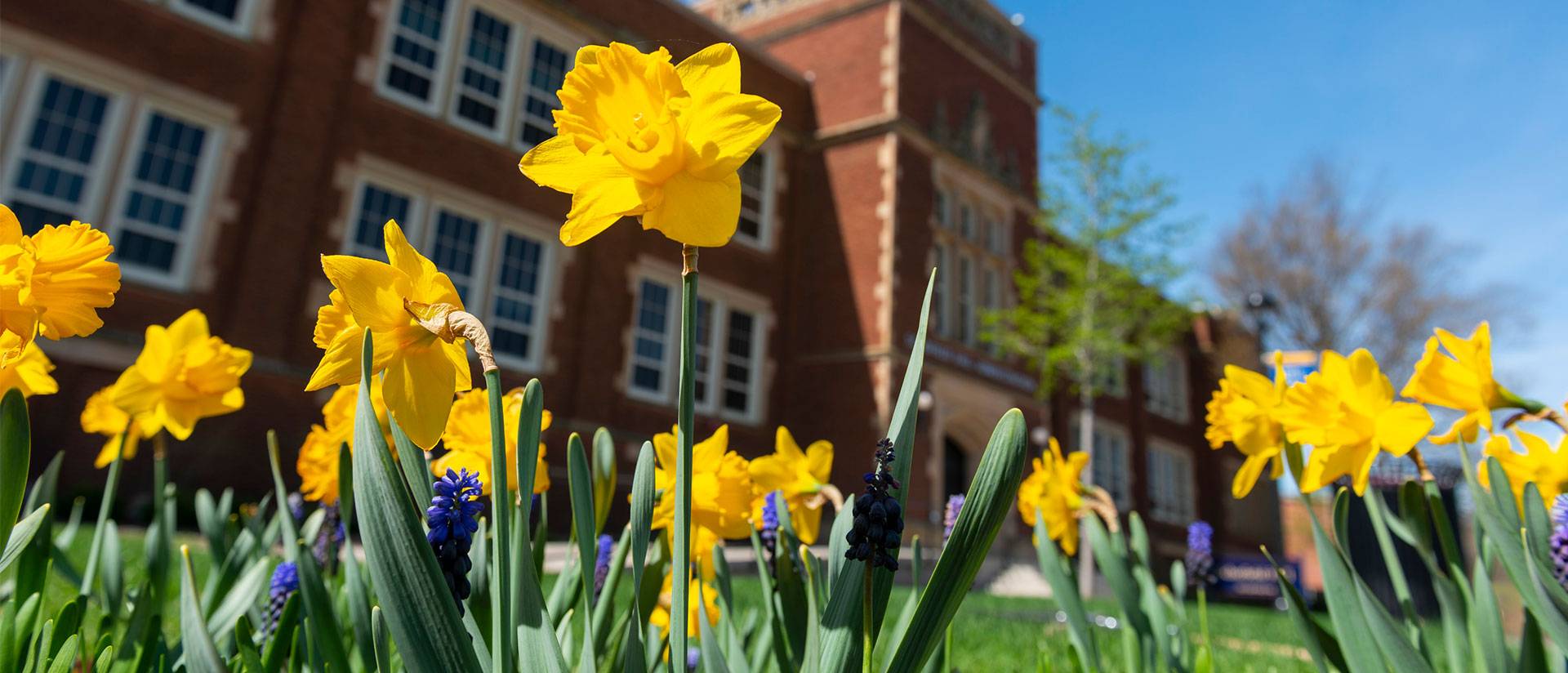 Campus beauty photo of Schofield Hall looking through flowers.