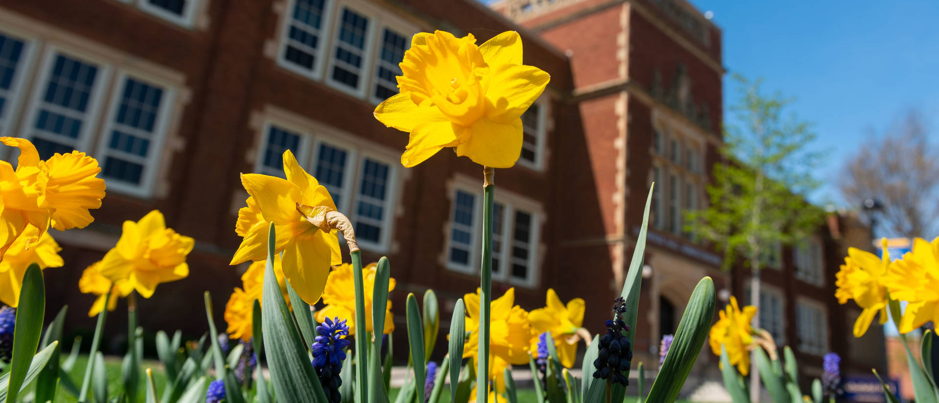 Daffodils outside Schofield Hall