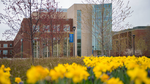 Centennial with daffodils