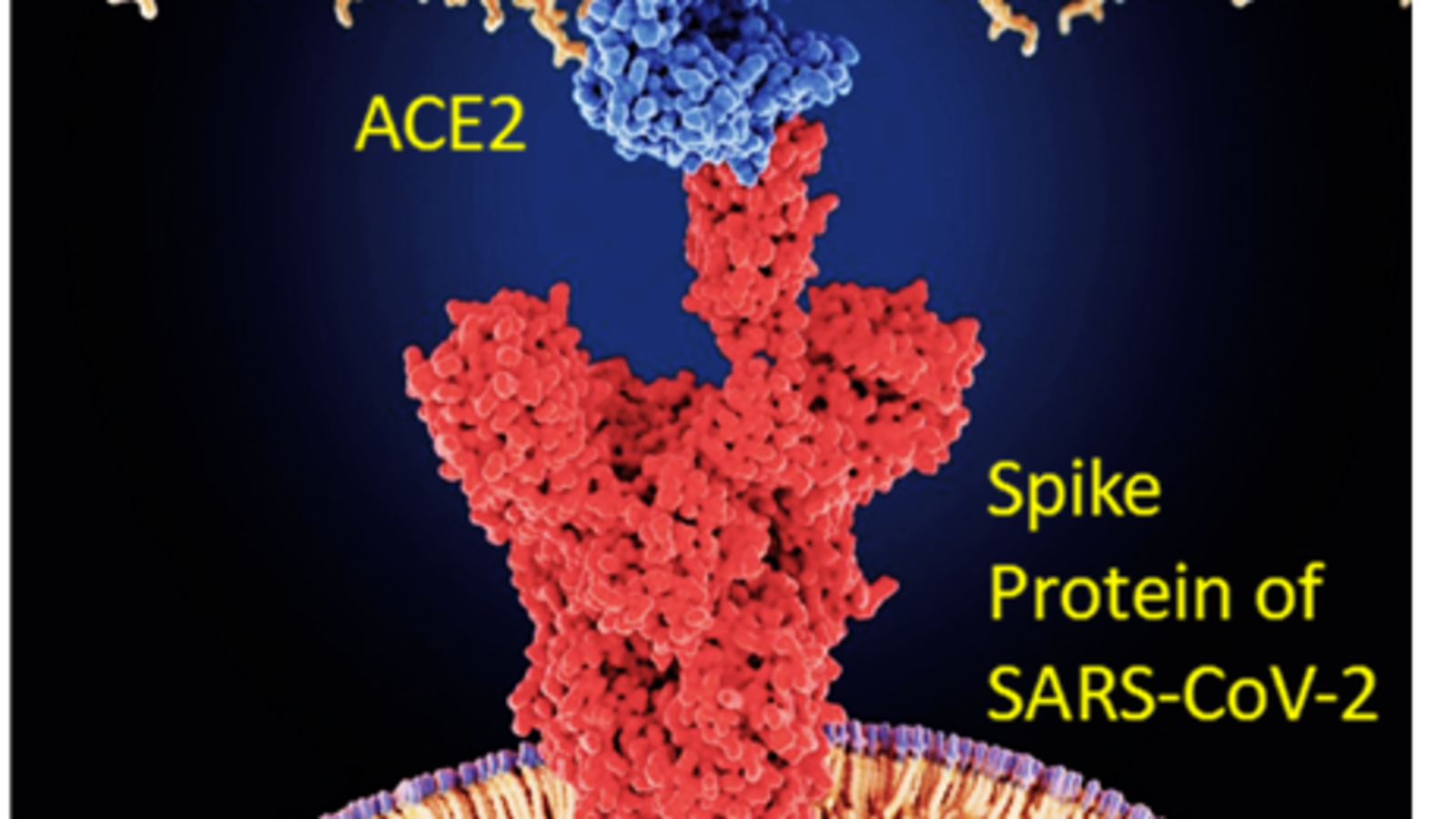 Covid spike protein connecting to ACE2 of human cell