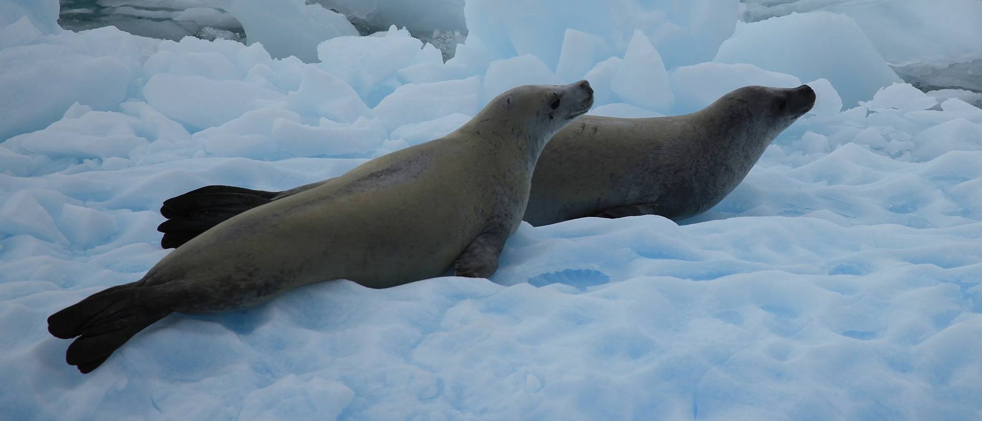 Crabeater seals in the Lemaire Channel, Antarctica. Photo credit: Liam Quinn, Canada