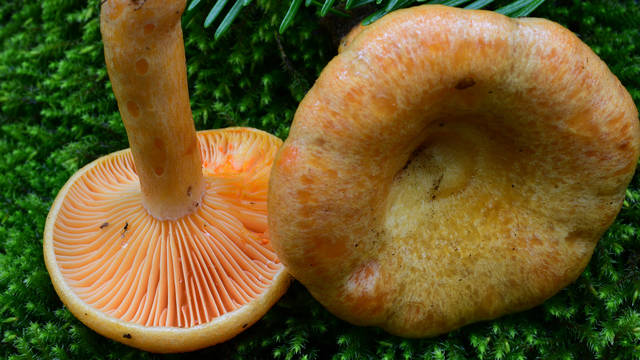 The mushroom pictured is Lactarius thyinos, a mushroom that only grows with balsam fir, a tree of the boreal forest.