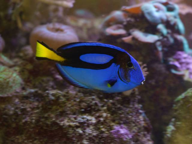 Luna the blue tang is one of the tank’s “most popular organisms.” (Photo by Bill Hoepner)