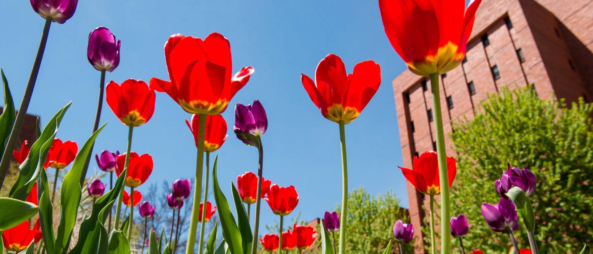 spring flowers in bloom on campus