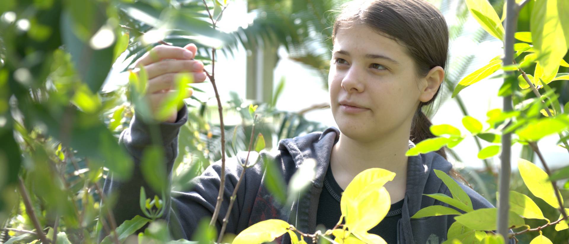UW-Eau Claire biology student inspecting leaves on a plant in one of our three greenhouses on campus