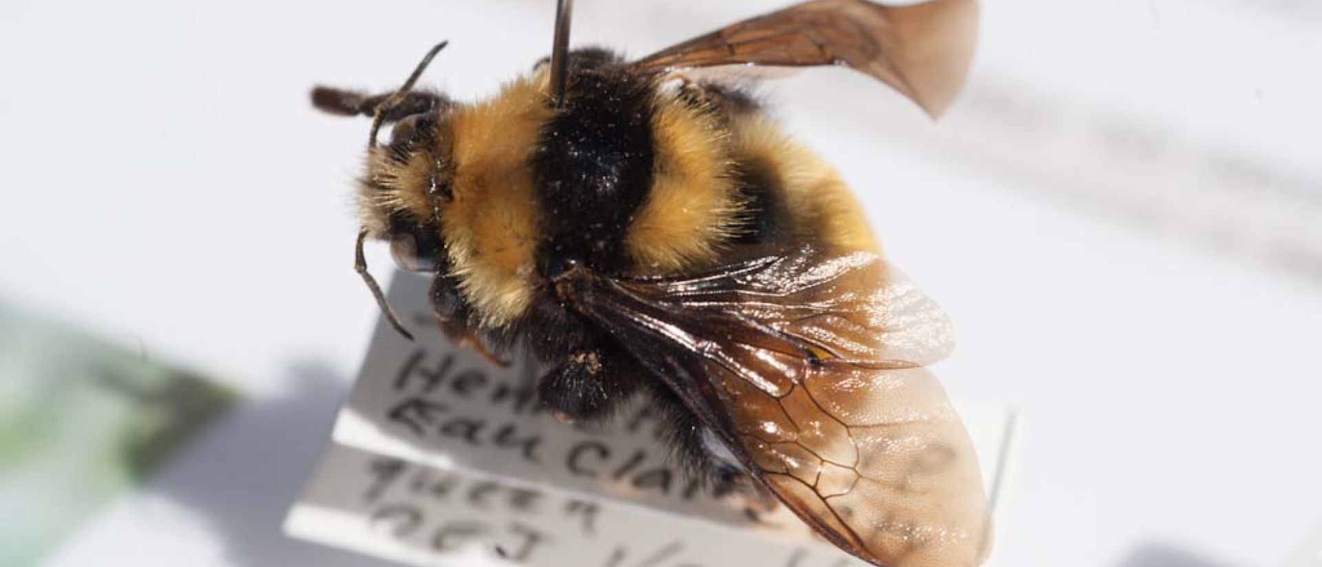 Honey bee study
