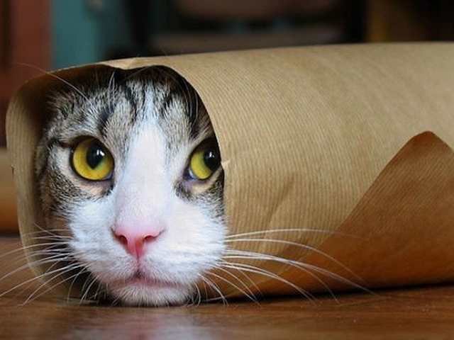 a cat that looks like a burrito