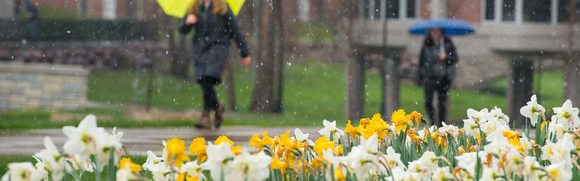 Rainy spring day on campus, colorful umbrellas