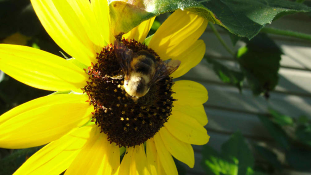 Honeybee on a yellow daisy