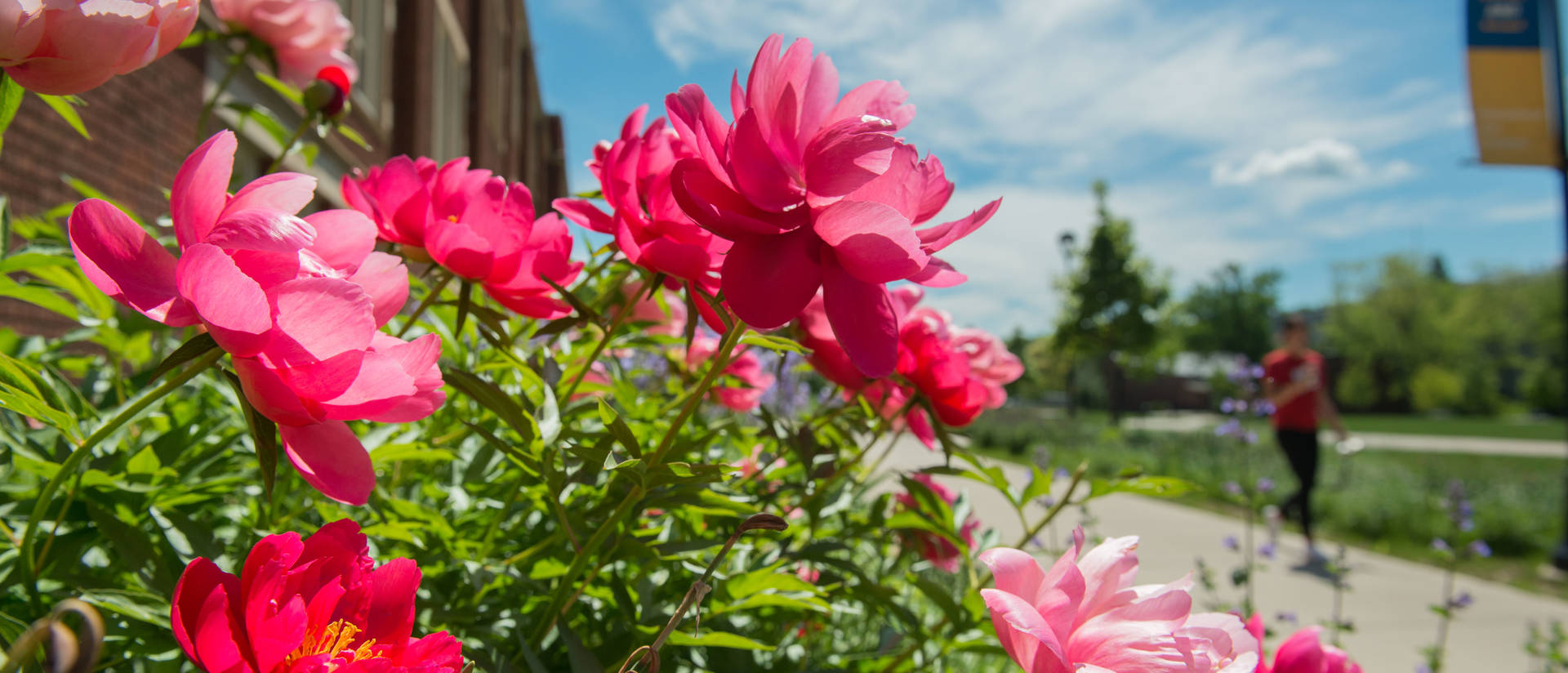 Pink peonies grace this beautiful spring day on the UW-Eau Claire campus.
